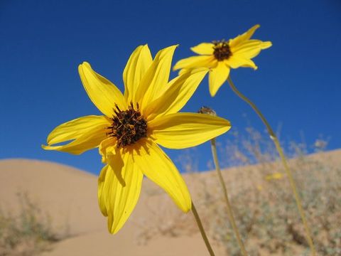 Image of Algodones sunflower