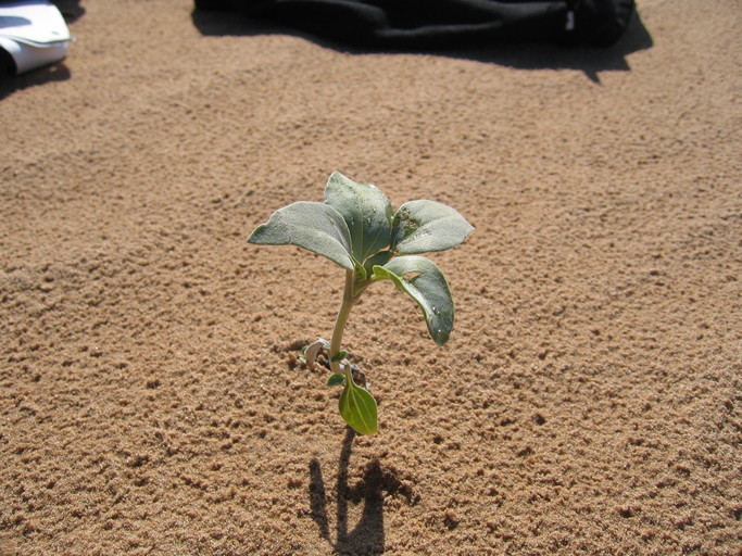 Imagem de Helianthus niveus subsp. tephrodes (A. Gray) Heiser