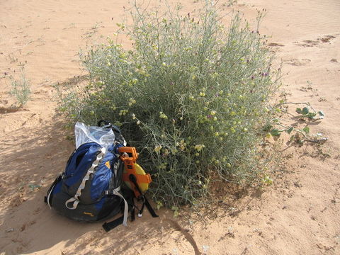 Image of Peirson's milk-vetch