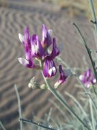 Image of Peirson's milk-vetch