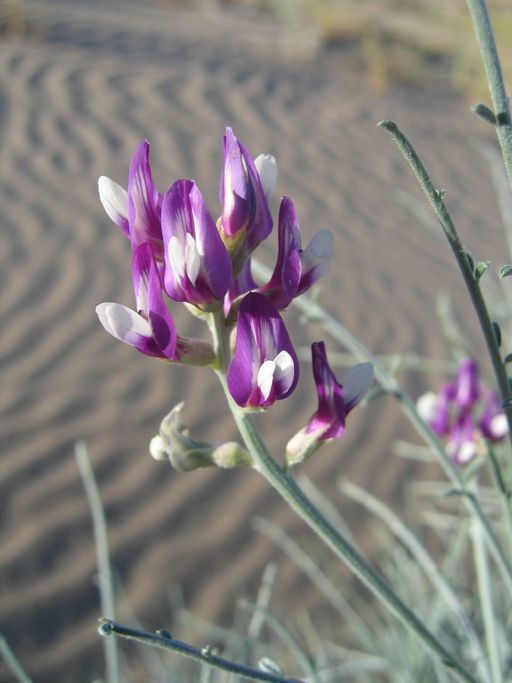 Image of Peirson's milk-vetch