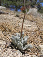 Plancia ëd Hulsea vestita subsp. callicarpha (Hall) Wilken