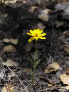 Image of golden chaetopappa