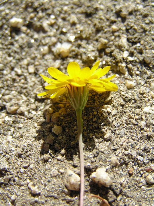 Image of golden chaetopappa