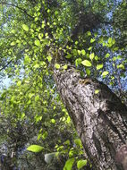 صورة Alnus rhombifolia Nutt.