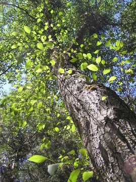 Image of California alder