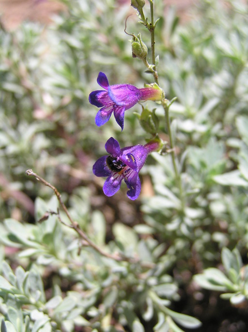 Image of California penstemon