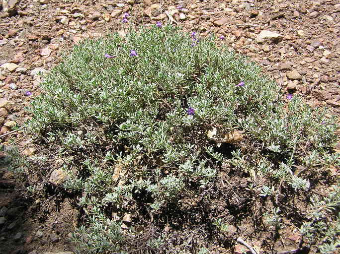 Image of California penstemon