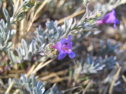 Image of California penstemon