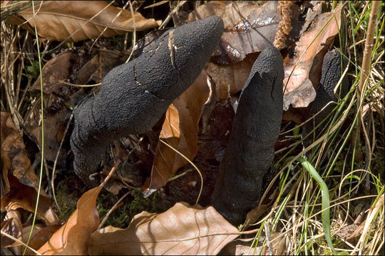 Imagem de Xylaria polymorpha (Pers.) Grev. 1824