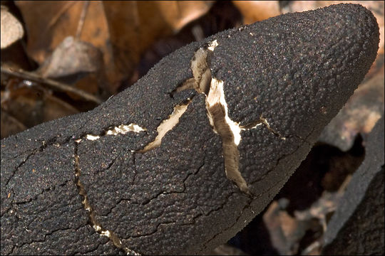 Image of dead man's fingers