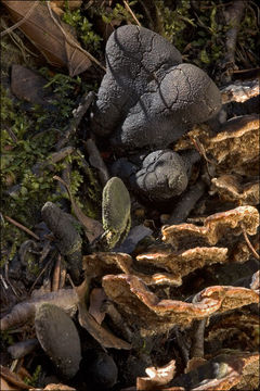 Imagem de Xylaria polymorpha (Pers.) Grev. 1824