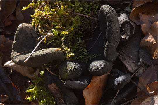 Image of dead man's fingers