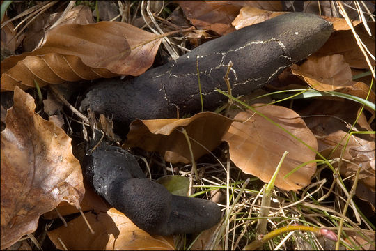 Imagem de Xylaria polymorpha (Pers.) Grev. 1824