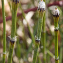 Image of variegated horsetail