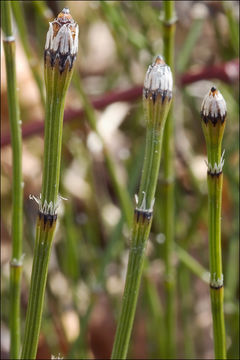 Image of variegated horsetail