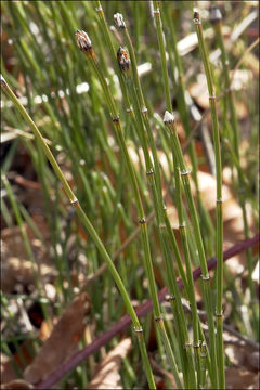 Image of variegated horsetail