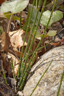 Image of variegated horsetail