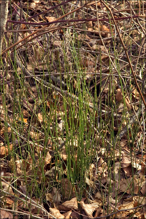 Image of variegated horsetail