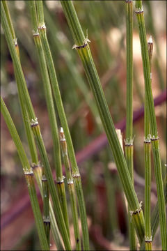 Image of variegated horsetail
