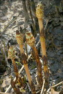 Image of field horsetail