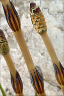 Image of field horsetail