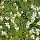 Image of moss campion