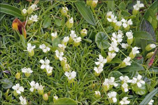 Image of moss campion