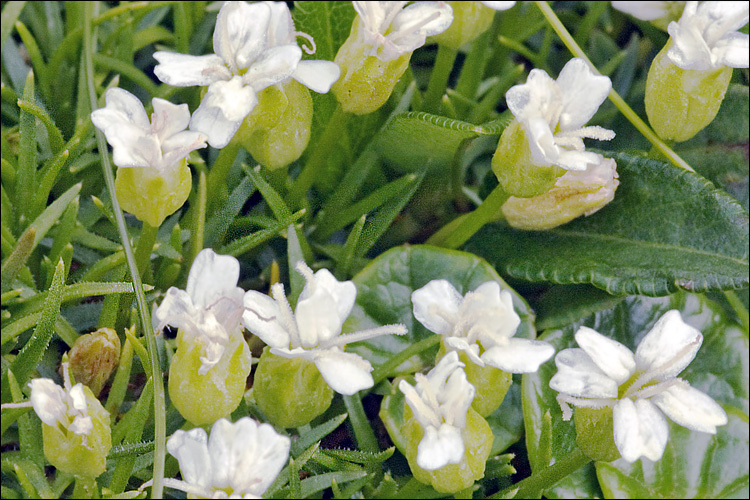 Silene acaulis (L.) Jacq.的圖片