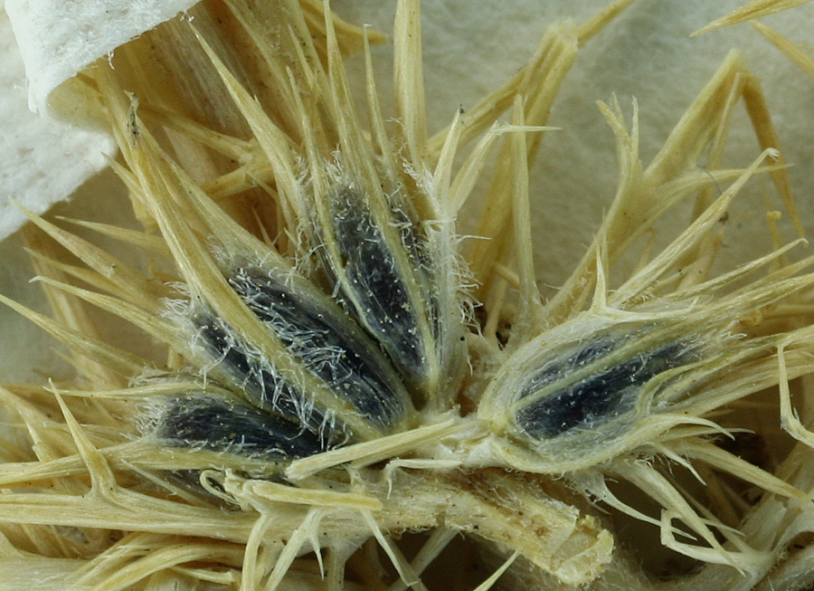 Image of vernalpool pincushionplant