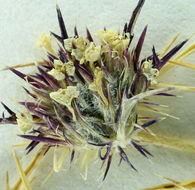 Image of vernalpool pincushionplant