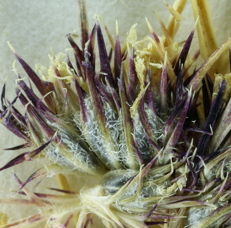 Image of vernalpool pincushionplant