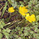 Image of creeping buttercup