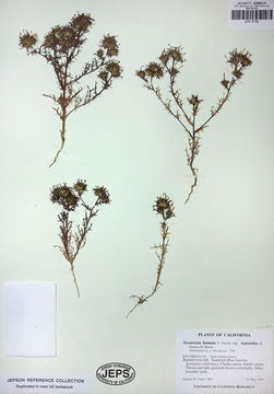 Image of hooked pincushionplant