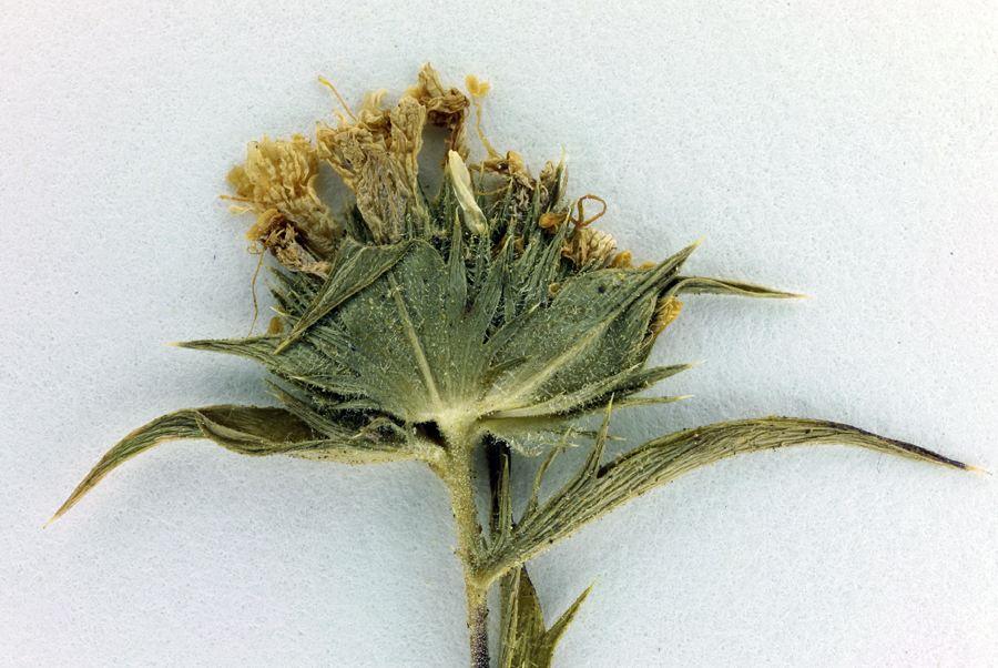 Image of Calistoga pincushionplant