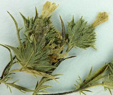 Image of Calistoga pincushionplant