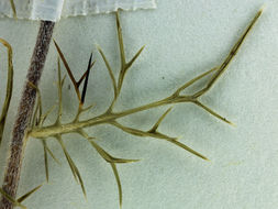 Image of needleleaf navarretia