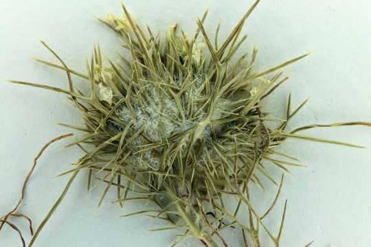 Image of needleleaf navarretia