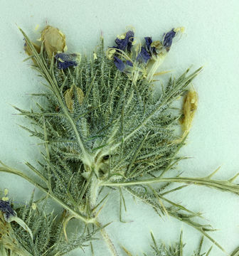 Image of <i>Navarretia mitracarpa</i>