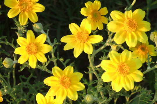 Image of San Joaquin adobe sunburst