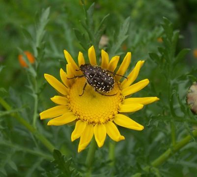 Image de Cétoine grise