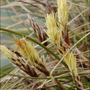 Image of Carex humilis Leyss.