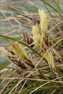 Imagem de Carex humilis Leyss.