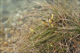 Imagem de Carex humilis Leyss.