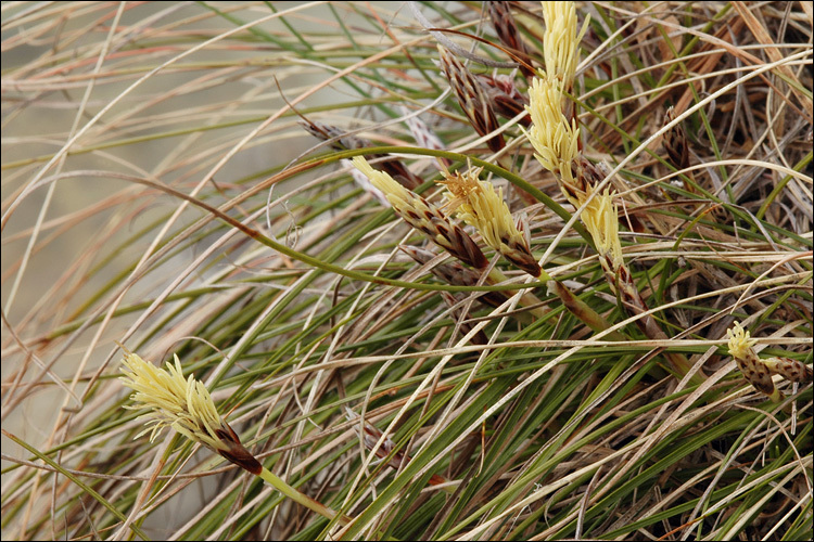 Imagem de Carex humilis Leyss.