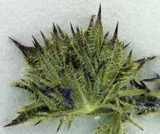 Image of Honey-Scented Pincushion-Plant