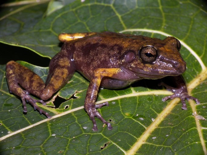 Image of Fort Randolph Robber Frog