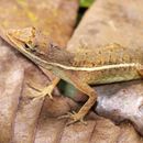 Image of Grass Anole