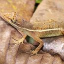 Imagem de Anolis auratus Daudin 1802