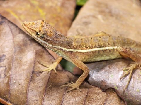 Sivun Anolis auratus Daudin 1802 kuva